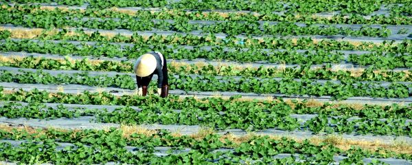 vựa lúa đồng bằng sông Cửu Long - Sputnik Việt Nam