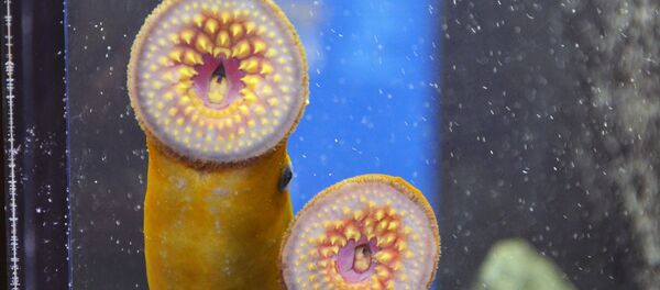 Cá mút đá Cá mút đá - Sputnik Việt Nam