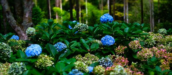 Hoa Hoa - Sputnik Việt Nam