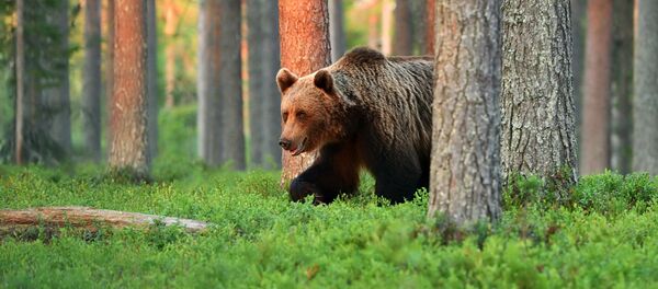 gấu - Sputnik Việt Nam