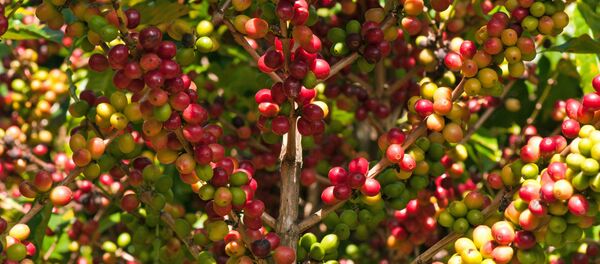 Cây cà phê Việt Nam - Sputnik Việt Nam