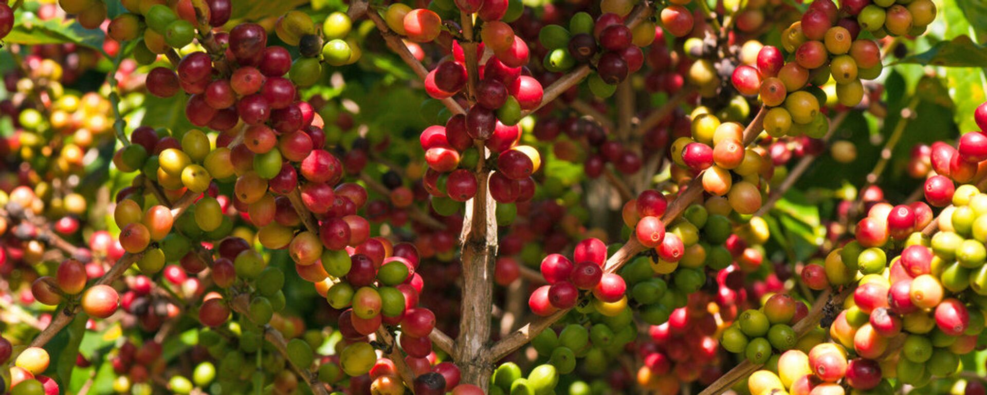 Cây cà phê Việt Nam Cây cà phê Việt Nam - Sputnik Việt Nam, 1920, 17.01.2019