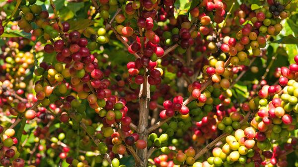 Cây cà phê Việt Nam  - Sputnik Việt Nam