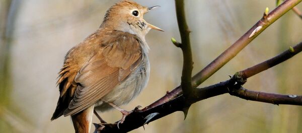 chim họa mi chim họa mi - Sputnik Việt Nam