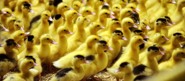 con vịt con vịt - Sputnik Việt Nam