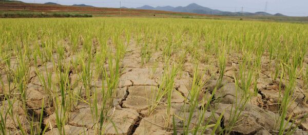 Hạn hán trên các ruộng lúa ở Bắc Triều Tiên - Sputnik Việt Nam