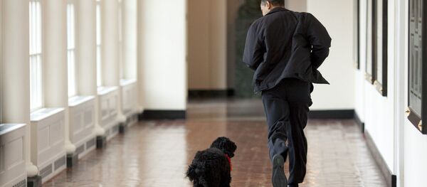Chó cưng của nhà ông Barack Obama Chó cưng của nhà ông Barack Obama - Sputnik Việt Nam