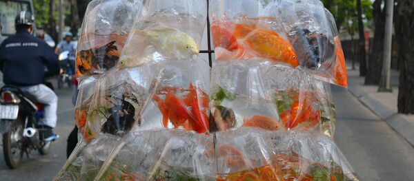 cá Việt Nam - Sputnik Việt Nam