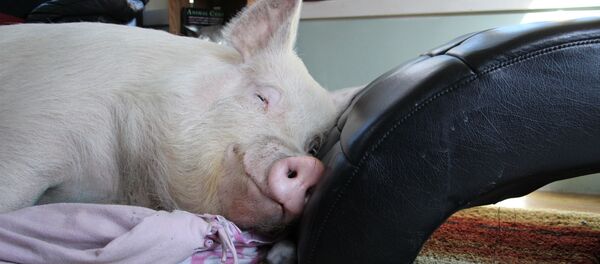 Con lợn - Sputnik Việt Nam