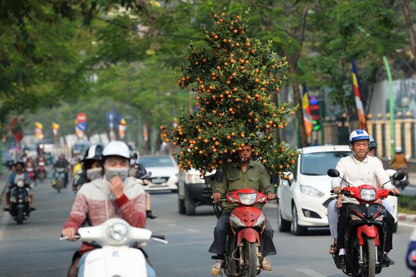 Vận chuyển quất đón Tết tại Hà Nội - Sputnik Việt Nam