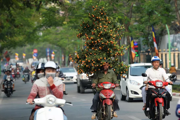 Vận chuyển quất đón Tết tại Hà Nội Vận chuyển quất đón Tết tại Hà Nội - Sputnik Việt Nam