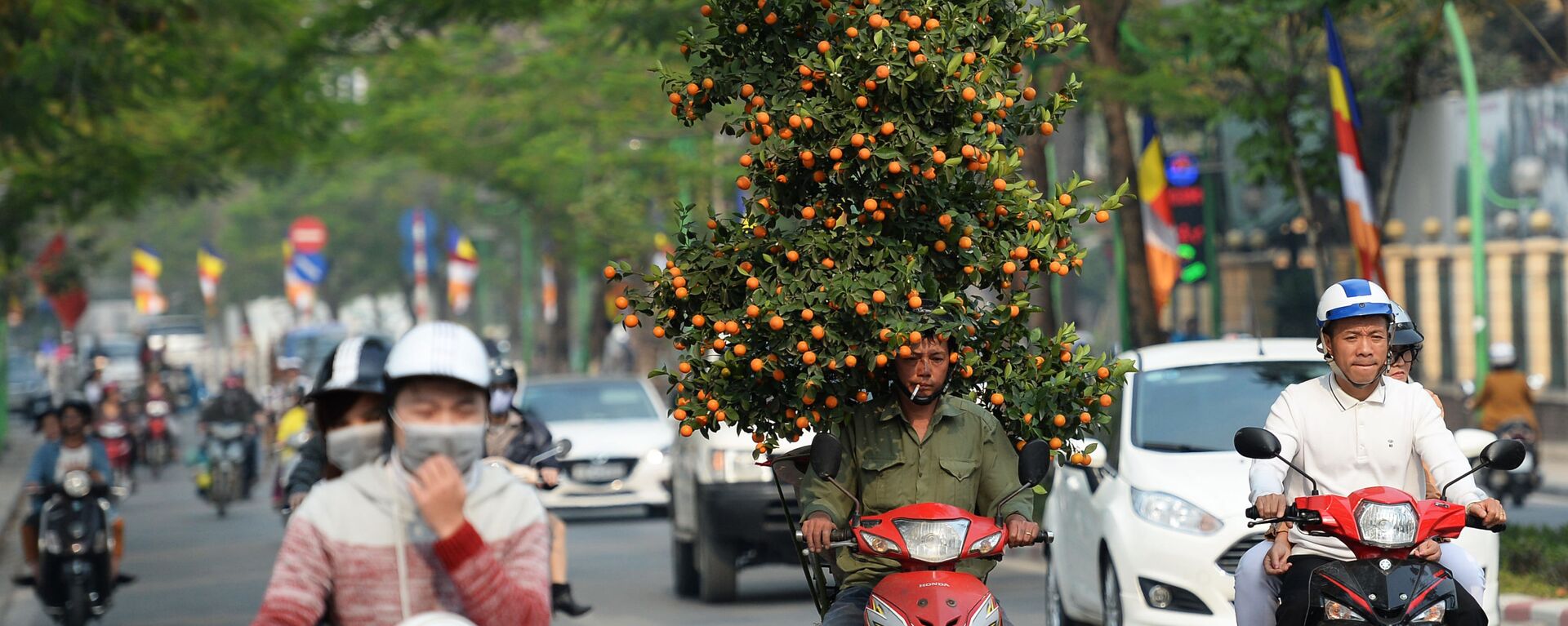 Vận chuyển quất đón Tết tại Hà Nội - Sputnik Việt Nam, 1920, 11.12.2017