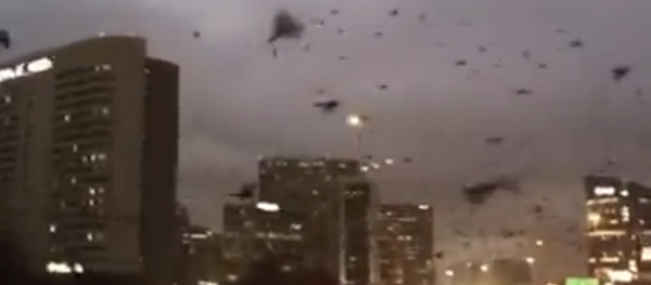 Ngày tận thế cận kề- nhân chứng quay lại cảnh đàn chim tấn công thành phố Mỹ - Sputnik Việt Nam