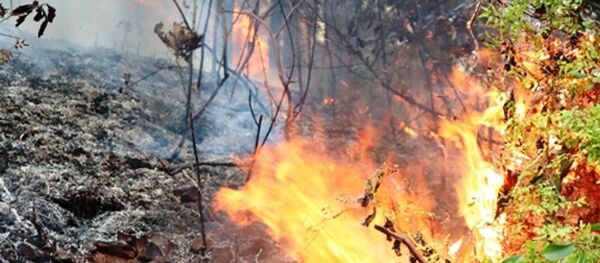 Rừng bạch đàn, keo trên núi Một, huyện Thủy Nguyên, Hải Phòng bùng cháy dữ dội. - Sputnik Việt Nam