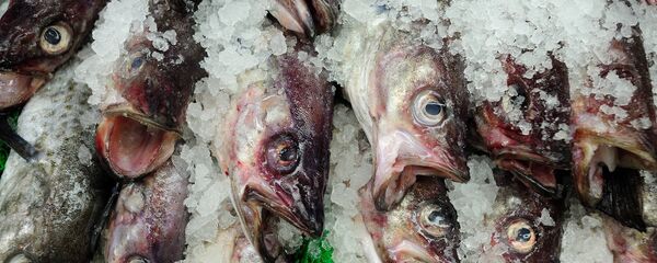 cá - Sputnik Việt Nam