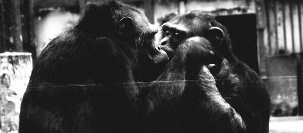 Con khỉ Việt Nam - Sputnik Việt Nam