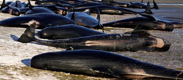 Cá heo tự sát hàng loạt - Sputnik Việt Nam