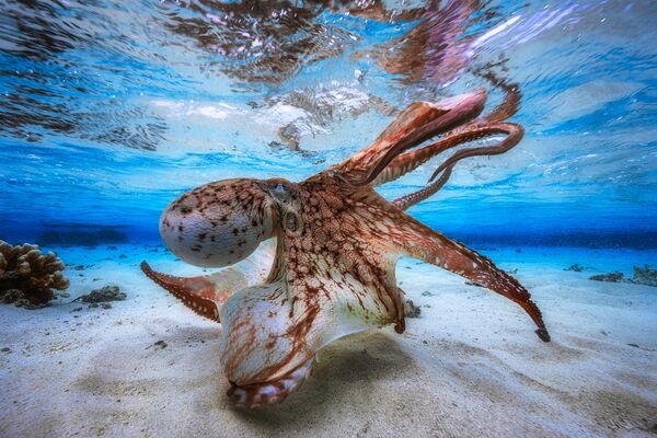 Những người chiến thắng cuộc thi ảnh Underwater Photographer of the Year 2017 - Sputnik Việt Nam