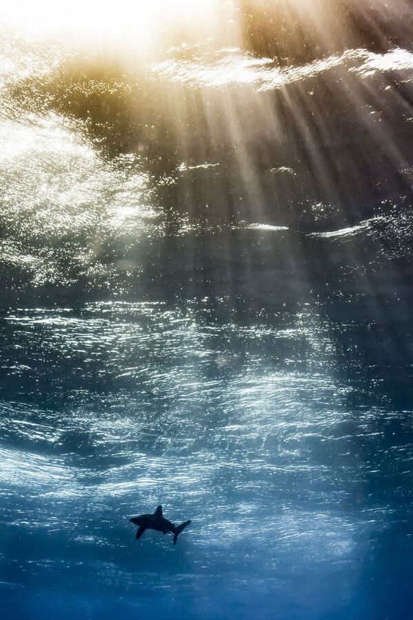 Những người chiến thắng cuộc thi ảnh Underwater Photographer of the Year 2017 - Sputnik Việt Nam