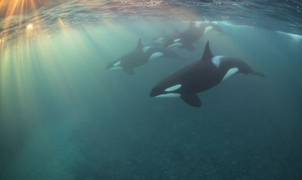 Những người chiến thắng cuộc thi ảnh Underwater Photographer of the Year 2017 - Sputnik Việt Nam