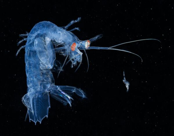 Những người chiến thắng cuộc thi ảnh Underwater Photographer of the Year 2017 - Sputnik Việt Nam