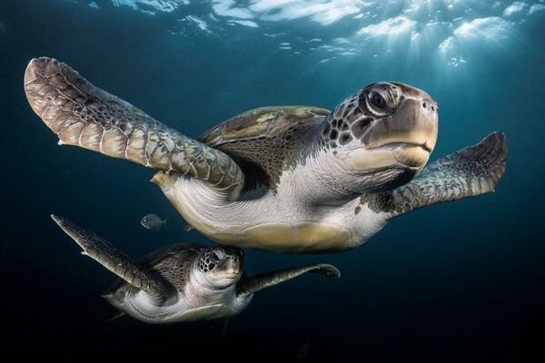 Những người chiến thắng cuộc thi ảnh Underwater Photographer of the Year 2017 - Sputnik Việt Nam