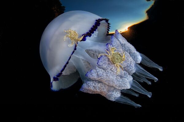 Những người chiến thắng cuộc thi ảnh Underwater Photographer of the Year 2017 - Sputnik Việt Nam