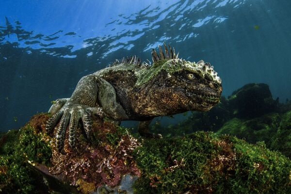 Những người chiến thắng cuộc thi ảnh Underwater Photographer of the Year 2017 - Sputnik Việt Nam