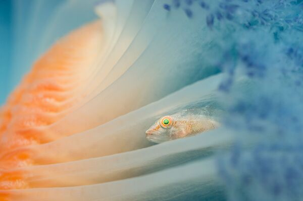 Những người chiến thắng cuộc thi ảnh Underwater Photographer of the Year 2017 - Sputnik Việt Nam