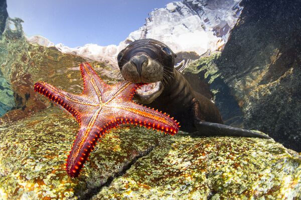 Những người chiến thắng cuộc thi ảnh Underwater Photographer of the Year 2017 - Sputnik Việt Nam