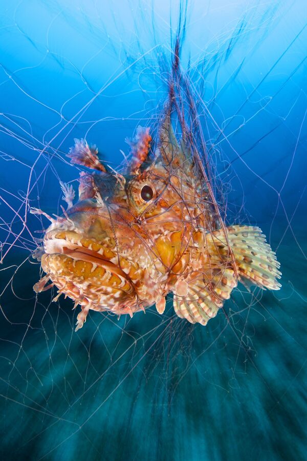 Những người chiến thắng cuộc thi ảnh Underwater Photographer of the Year 2017 - Sputnik Việt Nam