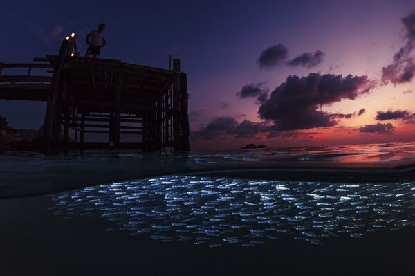 Những người chiến thắng cuộc thi ảnh Underwater Photographer of the Year 2017 - Sputnik Việt Nam