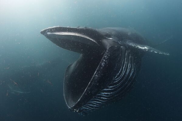 Những người chiến thắng cuộc thi ảnh Underwater Photographer of the Year 2017 - Sputnik Việt Nam