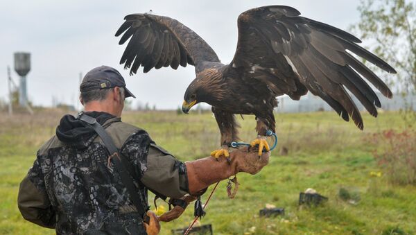 A staff member with a golden eagle at a raptor nursery in the Galichya Gora nature reserve, Lipetsk region - Sputnik Việt Nam