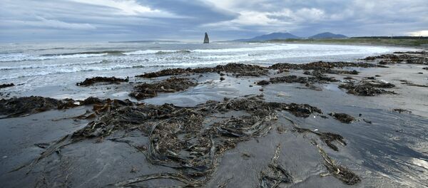 quần đảo Kuril - Sputnik Việt Nam