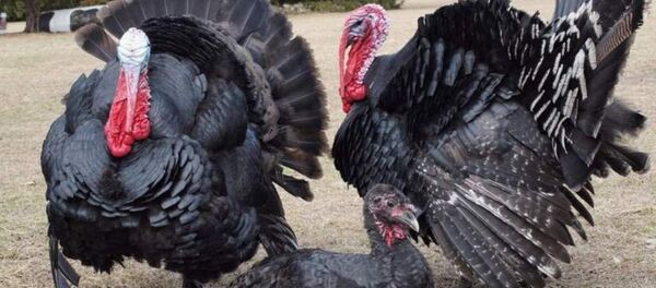 Gà tây đen Gà tây đen - Sputnik Việt Nam