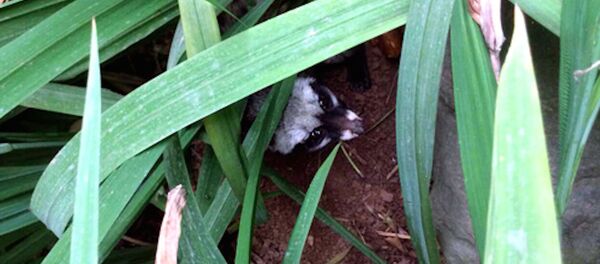 Động vật hoang dã may mắn lạc vào vườn nhà cố Đại tướng Võ Nguyên Giáp Động vật hoang dã may mắn lạc vào vườn nhà cố Đại tướng Võ Nguyên Giáp - Sputnik Việt Nam