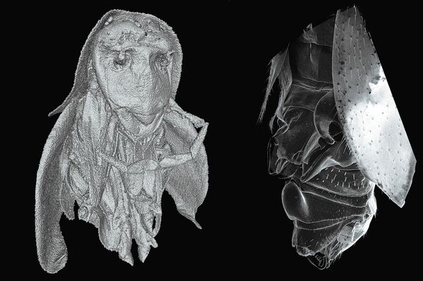 Helmablatta louisrothi. - Sputnik Việt Nam