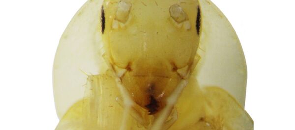 Helmablatta louisrothi. - Sputnik Việt Nam