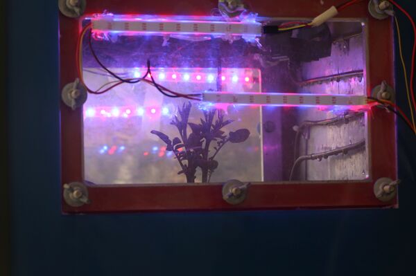 Bạn có muốn thử món khoai tây chiên hay món khoai tây nghiền được trồng trên sao Hỏa? - Sputnik Việt Nam