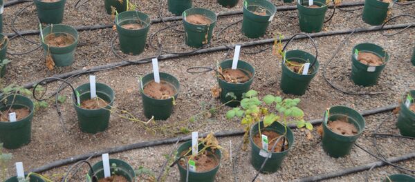 Los cultivos de papas - Sputnik Việt Nam