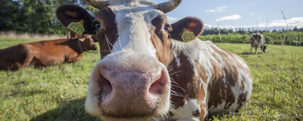 con bò - Sputnik Việt Nam