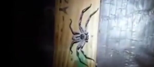 ENORMOUS huntsman spider lurking in dark corner as 100 newborn babies hatch from eggs ENORMOUS huntsman spider lurking in dark corner as 100 newborn babies hatch from eggs - Sputnik Việt Nam