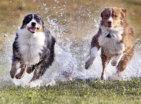 Đức. Những con chó nòi Shepherd Australia”. - Sputnik Việt Nam