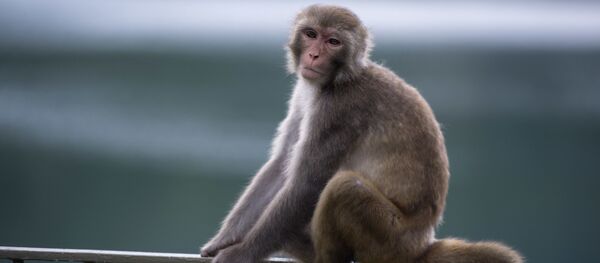con khỉ con khỉ - Sputnik Việt Nam