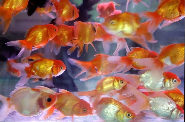 Con cá - Sputnik Việt Nam