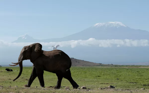 Kenya. Con voi trong công viên quốc gia Amboseli, phía sau là núi Kilimanjaro. Kenya. Con voi trong công viên quốc gia Amboseli, phía sau là núi Kilimanjaro. - Sputnik Việt Nam