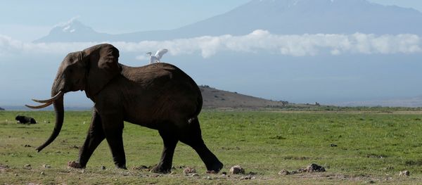 Kenya. Con voi trong công viên quốc gia Amboseli, phía sau là núi Kilimanjaro. - Sputnik Việt Nam