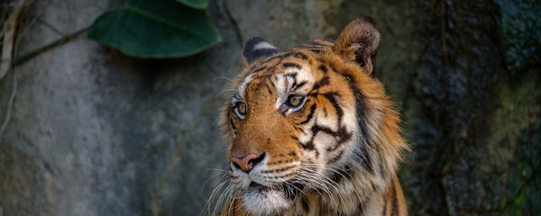 Con hổ Con hổ - Sputnik Việt Nam