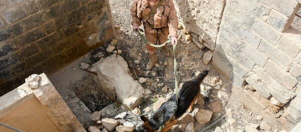 Chúng ta thường nhờ đến các chú lính đặc công bốn chân. - Sputnik Việt Nam